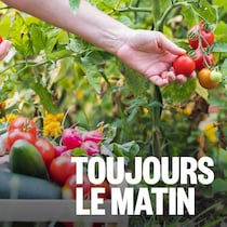Une personne cueille des petites tomates dans un potager.