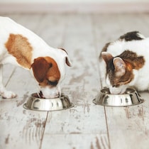 Un chien de race Beagle et un chat bicolore mangent côte à côte dans leurs bols respectifs sur un plancher de bois.