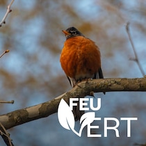 Un merle d'Amérique sur une branche d'arbre