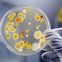 Des bactéries dans un laboratoire.