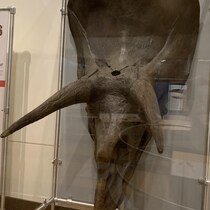 Le crâne du tricératops de la famille de dinosaures en exposition dans un présentoir.