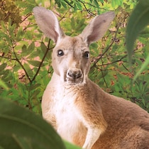 Un kangourou dans la foret.