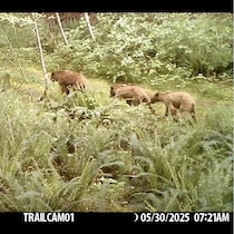 Les grizzlis marchent ensemble dans un chemin forestier. 