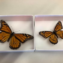 Deux papillons d'apparence semblable sont épinglés dans des boîtes.