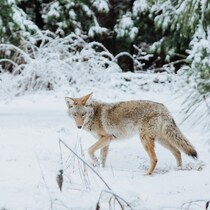 Un coyote en hiver, dans la nature enneigée.