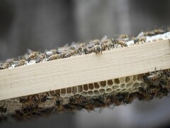 Des abeilles sur une ruche.