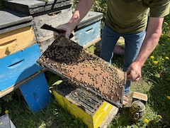 Un apiculteur ouvre sa ruche.