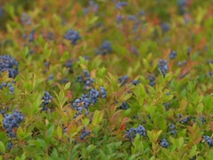 Le prix de la livre de bleuets sauvages a beaucoup diminué depuis 2011. 