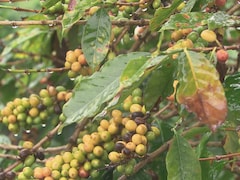 Les feuilles d'un caféier sont attaquées par la maladie de la rouille orangée.