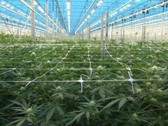 Dans une serre, des plants de cannabis. 