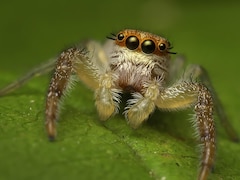 Une araignée sauteuse sur une feuille