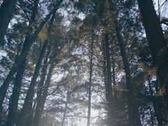 une forêt de pins