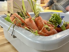 Des carottes dans un bac