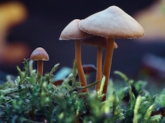 Des champignons.