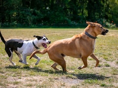 Deux chiens courent dans un parc.