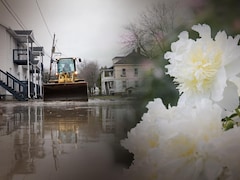 Montage photos d'un tracteur circulant dans une rue inondée et des oeillets blancs.