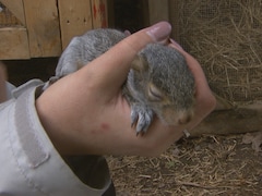 Un bébé écureuil dans la main d'une femme.