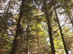 La Ville de Mont-Carmel au Bas-Saint-Laurent attend avec impatience que Québec lance la création de forêts de proximité.