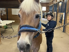 Un petit garçon avec un casque d'équitation flatte un cheval. Le cheval est au centre de la photo, il regarde l'objectif.