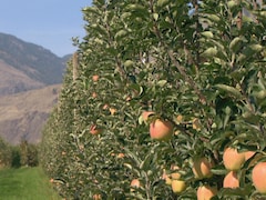 Un verger de pommes dans la vallée de l'Okanagan.