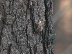 Un insecte sur un tronc d'arbre calciné.