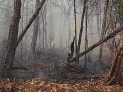 La fumée d'un incendie plane à travers les arbres brûlés.