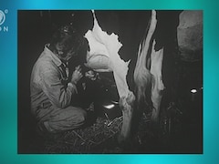 Une images d'archives en noir et blanc de la traite d'une vache laitière à la main,