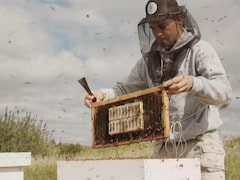  Gabriel Boucher-Guimond est un apiculteur qui se spécialise en élevage de reines.