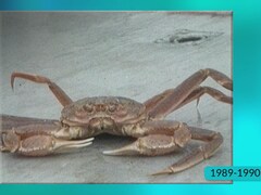 Le crabe des neiges est aujourd’hui l’une des espèces de crustacés les plus lucratives.