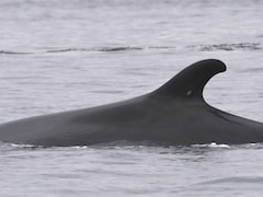 Photographie de la baleine Ti-Croche avec sur son aileron dorsal une balise.