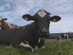 Une vache couchée dans l'herbe dans un ferme de Suède.