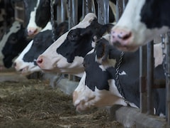 Des vaches laitières attachées dans une étable.