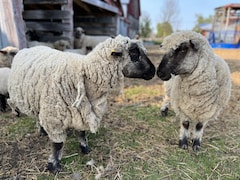Deux moutons Shropshire.