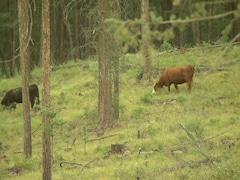 Des bovins qui broutent de l'herbe en bordure d'une forêt.