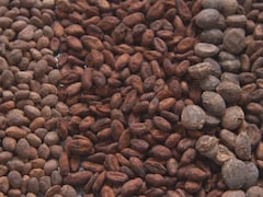 Peu de gens connaissent toute la diversité des fèves de cacao qui ont différentes arômes.