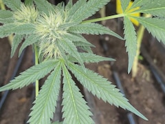 Plan rapproché de feuilles de cannabis