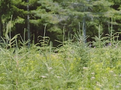 Des jeunes pousses d'épinettes plantées sur une terre cultivable.
