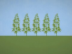 image infographique de plant de cannabis dans un champ.