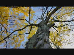 Vue en contre-plongée d'un grand arbre noyer noir en automne