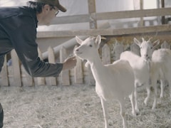 Jac le Chevrier a présentement 12 chèvres laitières.