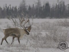 Un grand caribou migrateur avec des bois. Gracieuseté : Parc Canada.