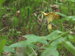 Un champignon chanterelle au sol en forêt.