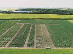 Ces milliers de rectangles dans les champs, ce sont de parcelles expérimentales de blé, de canola et de lentilles.