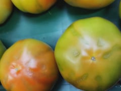 images rapprochée de deux tomates affectées par la rugose