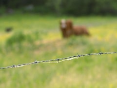 Une clôture de fil barbelé entoure un champ de pâturage.