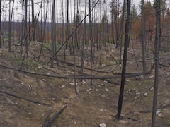 Une forêt dévastée par le feu, des arbres morts.