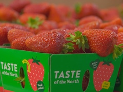 Des fraises du Québec dans un panier à l'étiquetage anglophone.