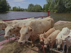 Des vaches et leurs veaux sur une barge qui traverse la rivière.