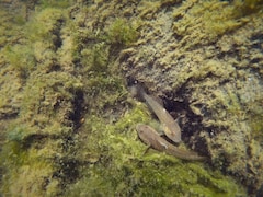 Le gobie à taches noires est une espèce envahissante, retrouvée dans le fleuve Saint-Laurent depuis les années 2000.