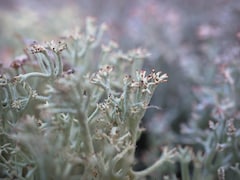 Vue très rapprochée d'un lichen.